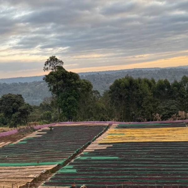 Farm Profiles: Buku Abel to Chelchele